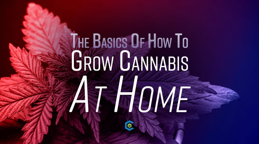 At Home Growing Cannabis Basics