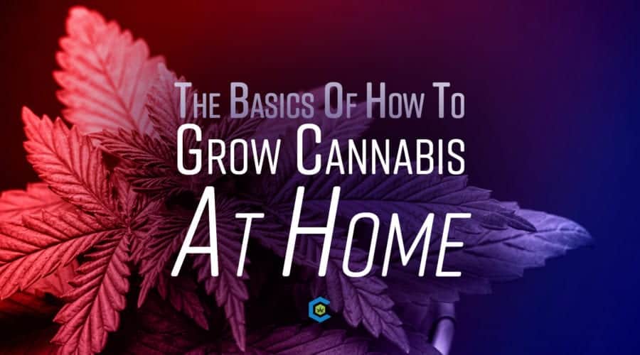How To Grow Cannabis At Home