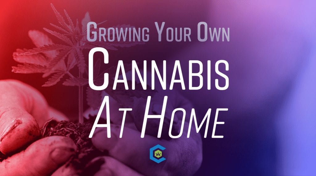 BlogHeader Grow Your OwnCannabis At Home