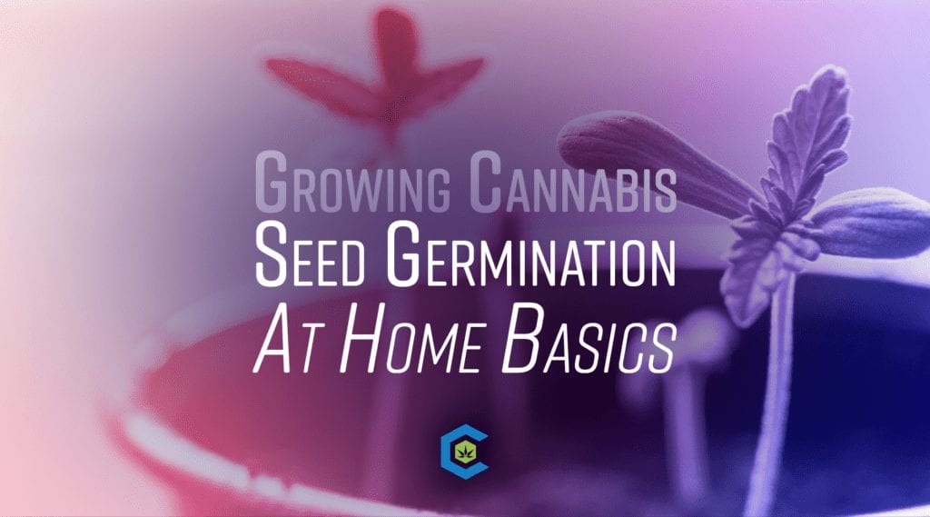 BlogHeader Growing Cannabis at Home - Seed germination