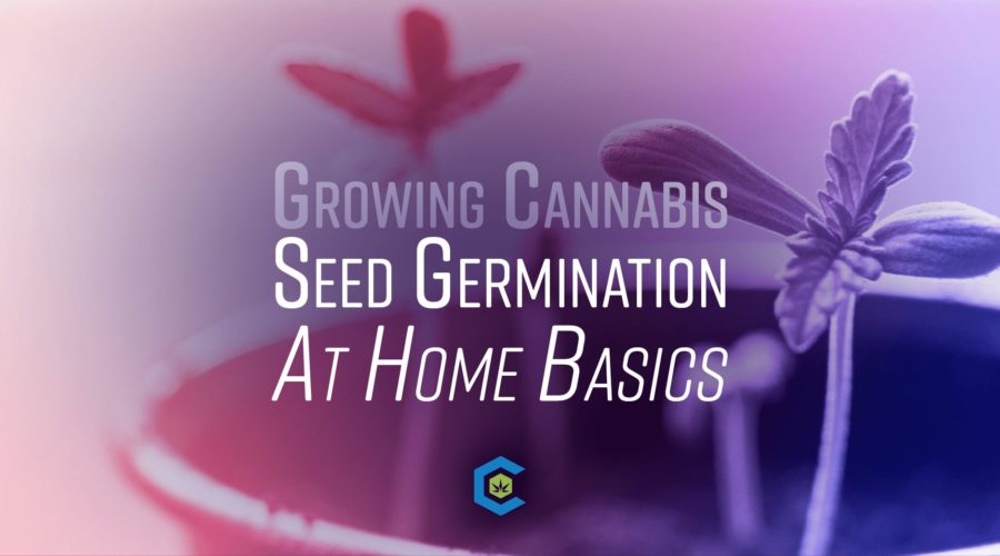 Growing Cannabis at Home: The Simple Basics of Seed Germination