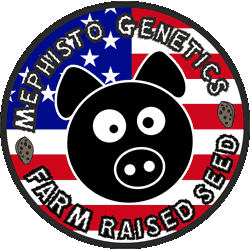 Logo depicting a black pig's face with white eyes and nose set against a circular American flag background. The text "Mephisto Genetics Farm Raised Seed" encircles the pig, offering insight into where to get premium cannabis seeds for legal home grow enthusiasts, with small brown nugget icons adorning the edges.