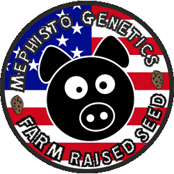 Mephisto Genetics Farm raised seed