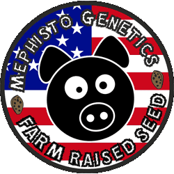 Mephisto Genetics Farm raised seed
