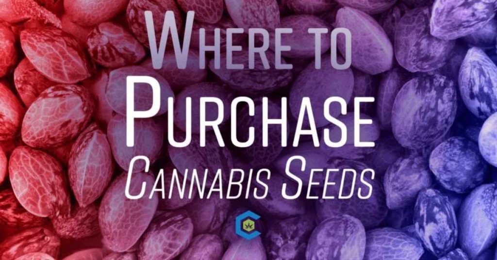 where to purchase cannabis seeds