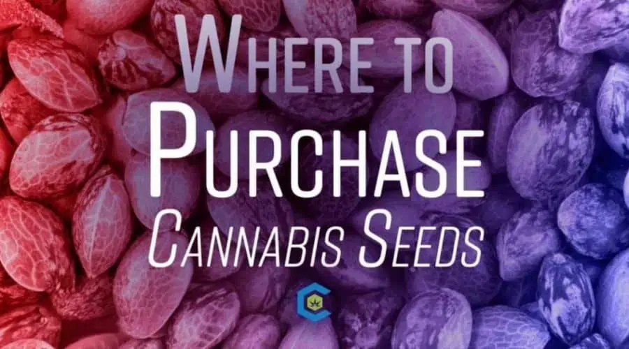 Where to Get Cannabis Seeds