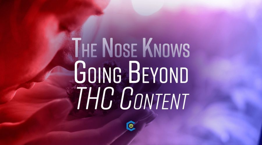 The Nose Knows: Going Beyond THC Content When Selecting the Best Cannabis for You