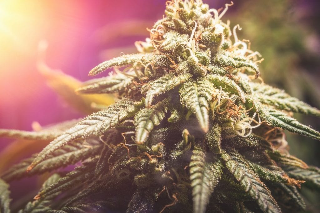 macro pistisls and resin california purple orange medical marijuana cannabis sativa indica hybrid t20 8OkJBW