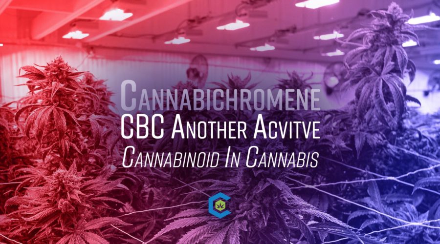 Is Cannabichromene (CBC) the Future of Cannabis Medicine? Examining the Latest Research