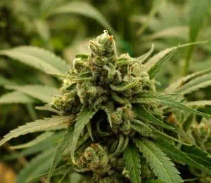 Jack-Herer-Flower-20171027-300x261