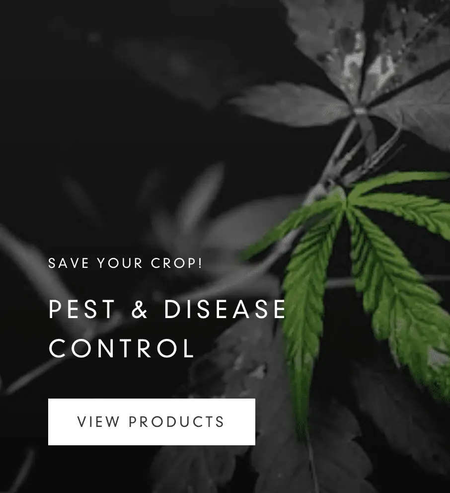 Pest-Disease