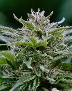Rebel-Tangie-Kandy-239x300