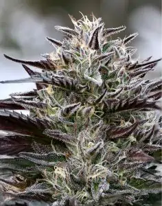 Skywalker-OG-236x300