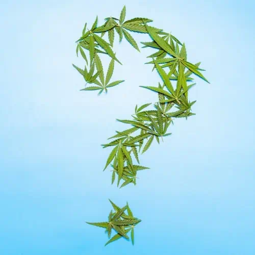Green cannabis leaves displayed as a question mark