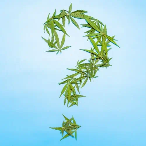 Green cannabis leaves arranged as a question mark