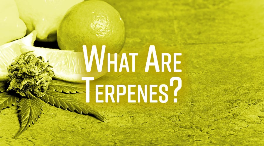 Terpenes are organic compounds that enhance your “high”, affect the taste, and hold numerous medical benefits.