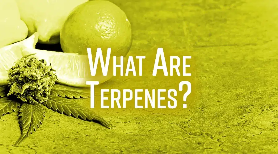 What are terpenes and their role in cannabis buds?