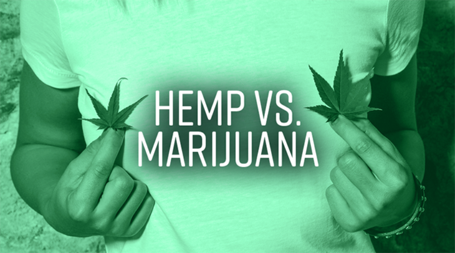 Hemp vs. Marijuana: What’s the difference, anyway?