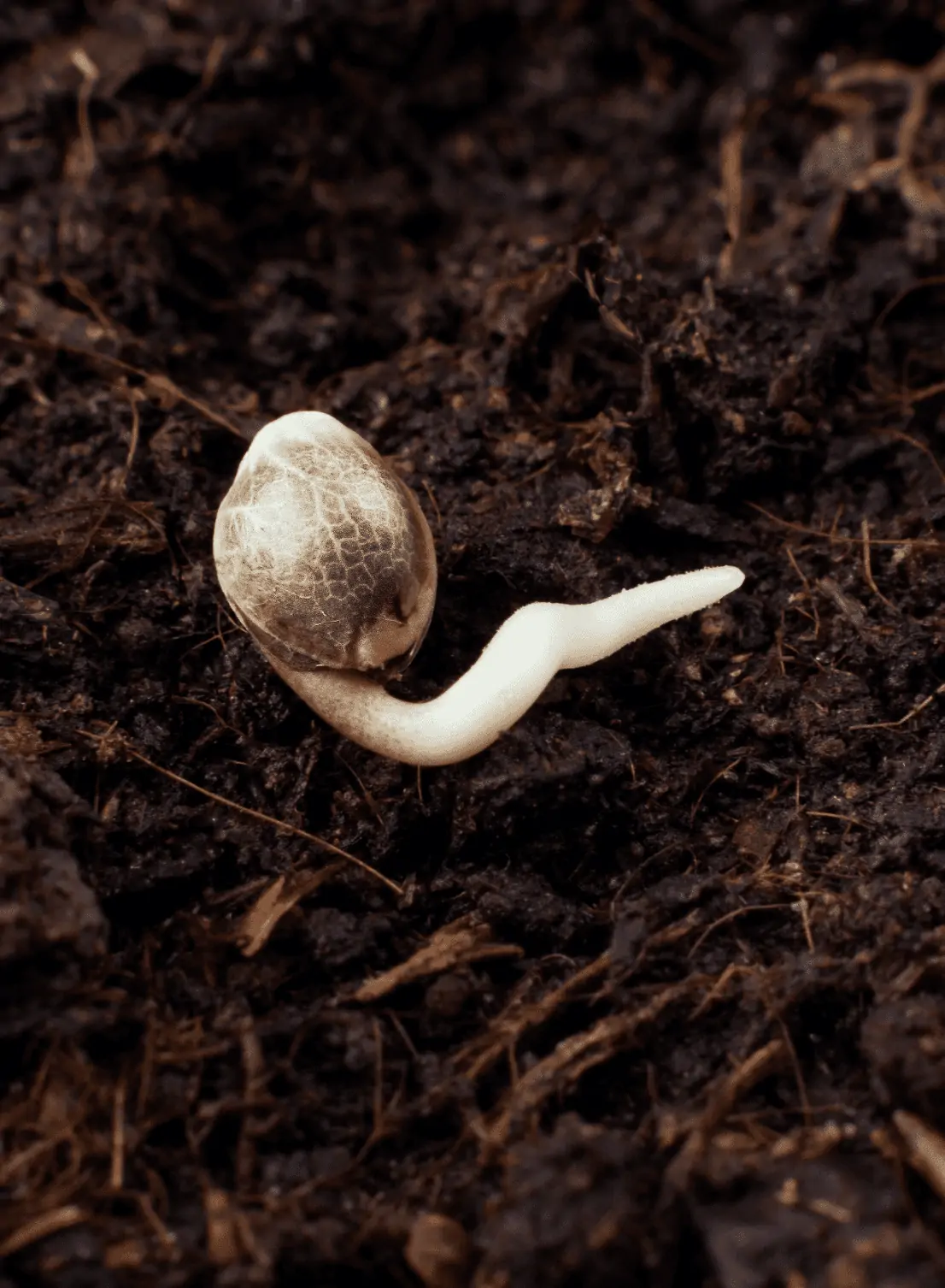 spring medical cannabis grow!