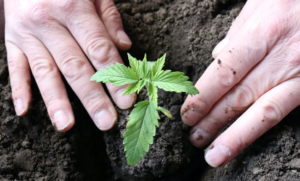 A pair of hands are transplanting a small clone in their cannabis grow