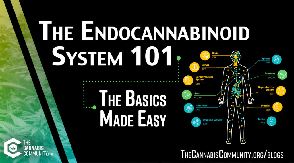 A simplified introduction to the endocannabinoid system (ECS) explaining the role of CBD, receptors, and enzymes.