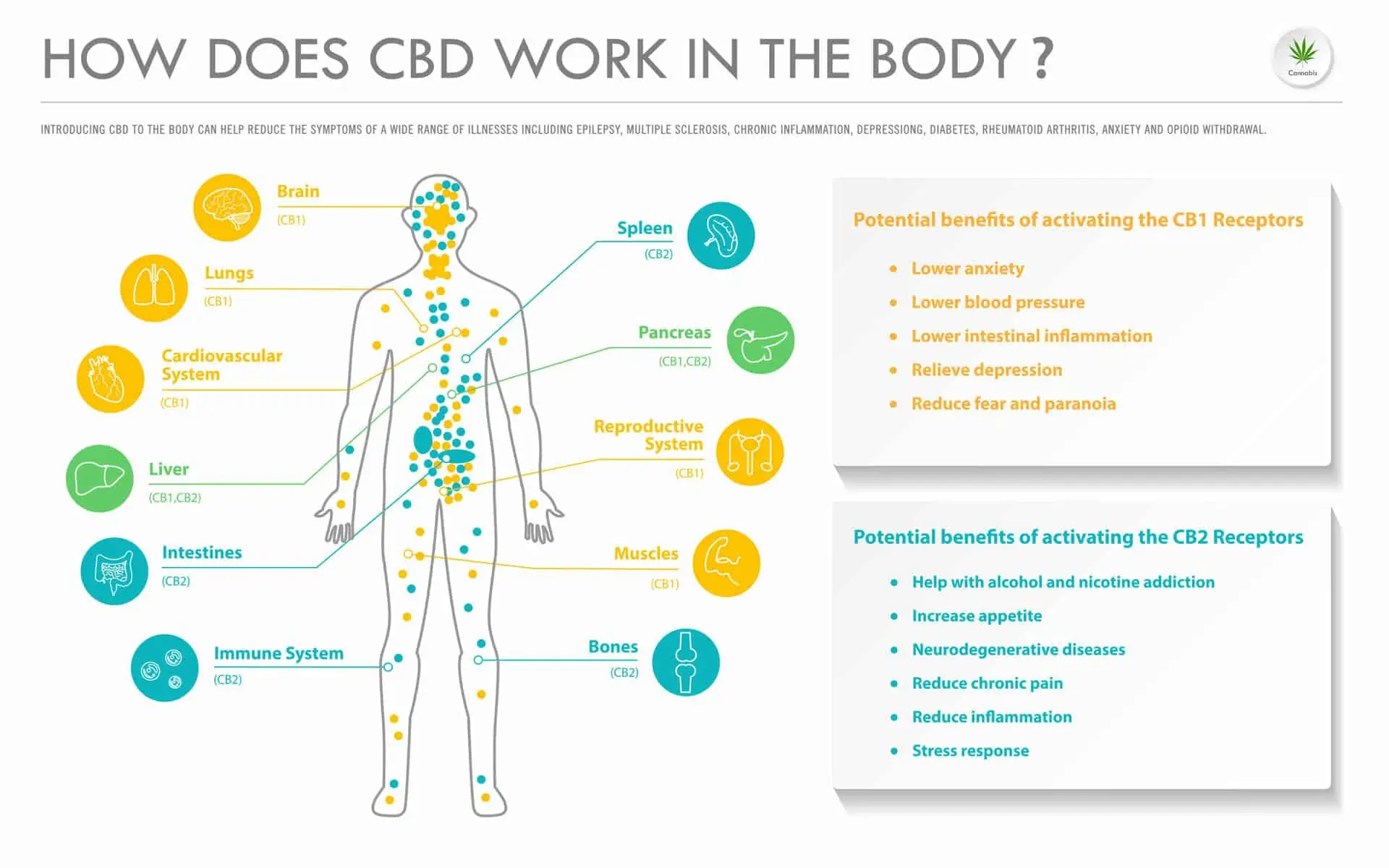 How Does CBD Work In the Body horizontal business infographic