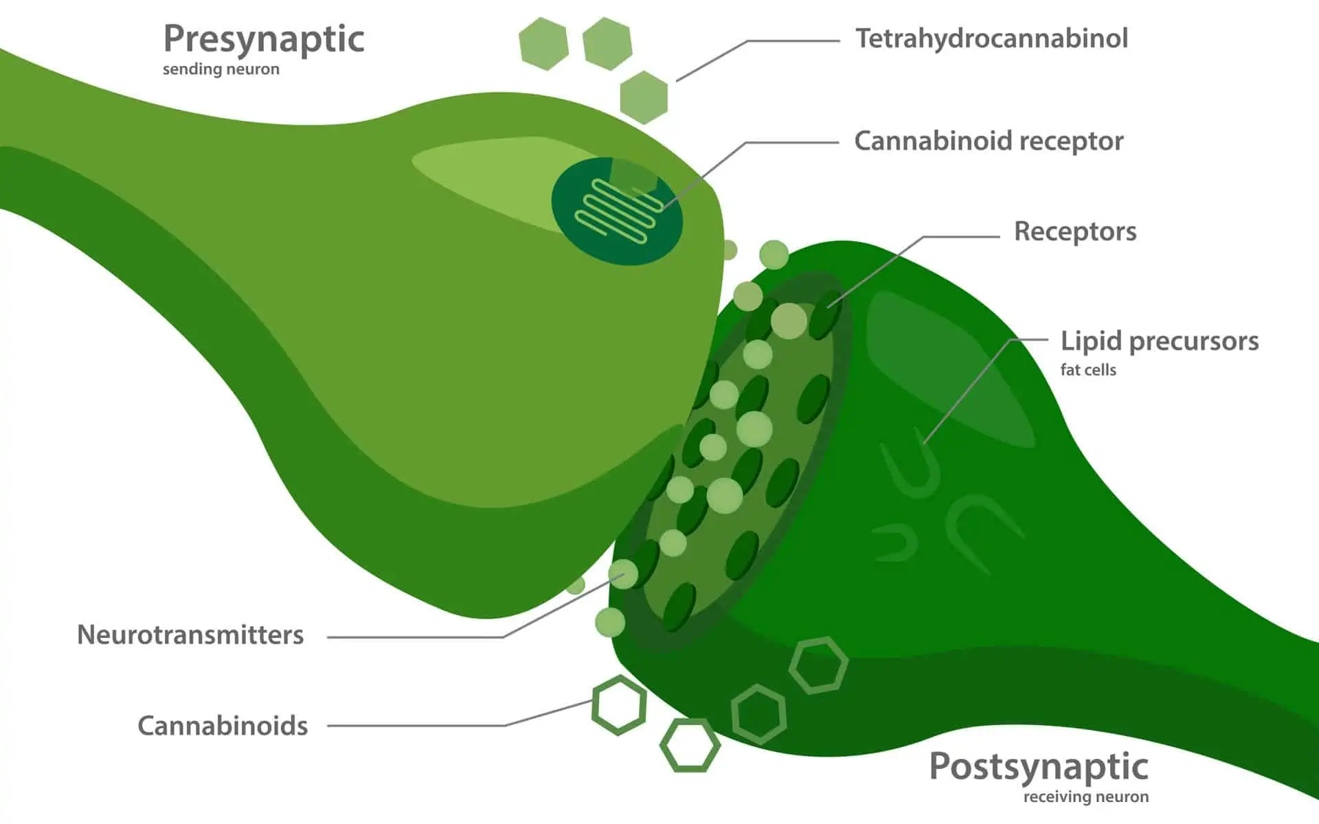 The Endocannabinoid System 101: The Basics Made Easy