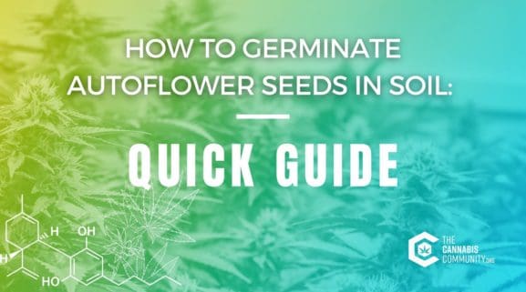 germinating autoflower seeds