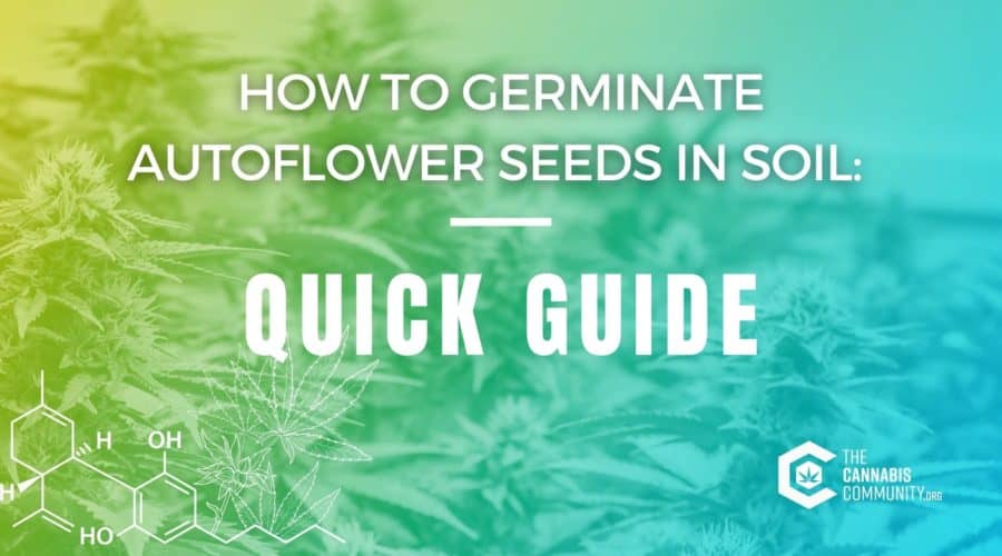 How to Germinate Autoflower Seeds in Soil: Quick Guide