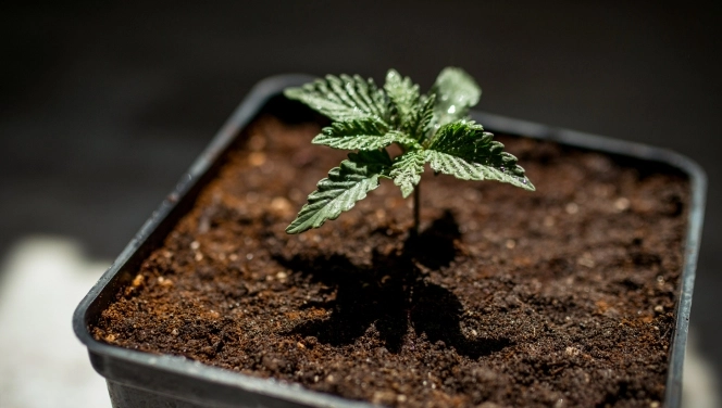 an autoflower seed germinating in soil