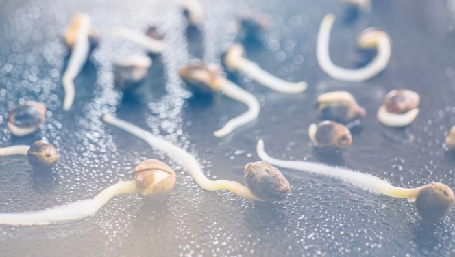 a number of cannabis seeds ready for germinating in soil