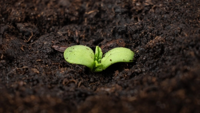 an autoflower seed in soil starting to sprout