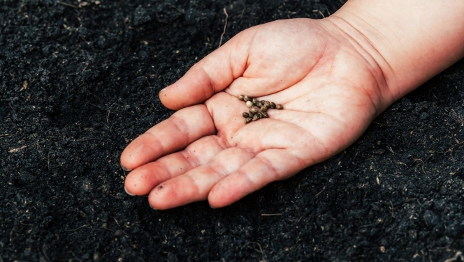 a handful of autoflower seeds ready to germinate in soil