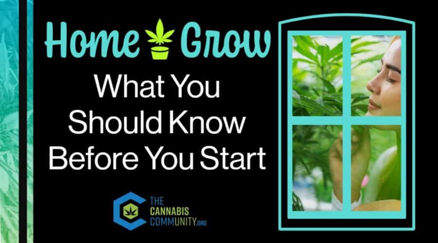 What You Should Know Before You Start Growing Cannabis at Home