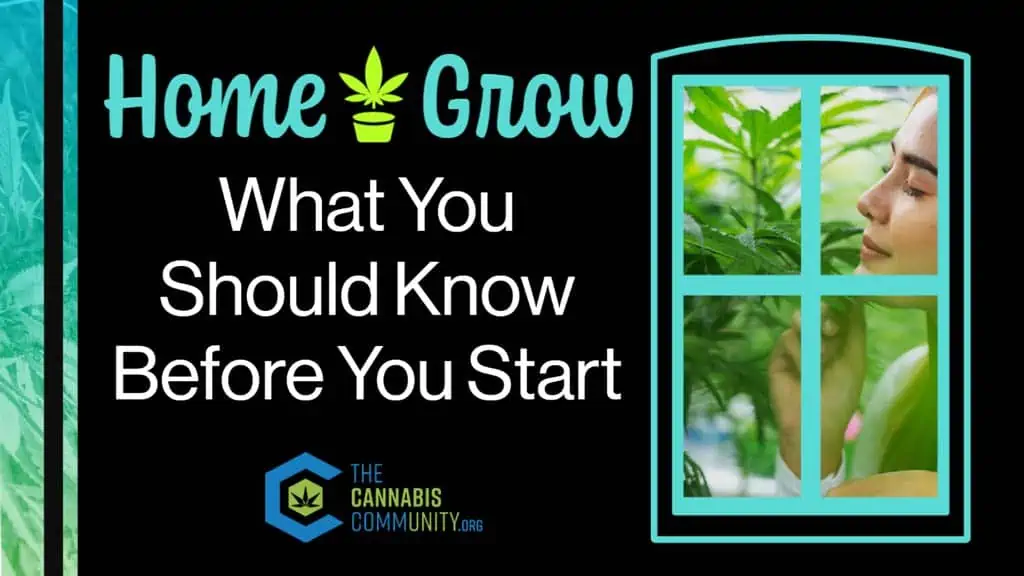 Learn what you need to know before you start growing cannabis at home.