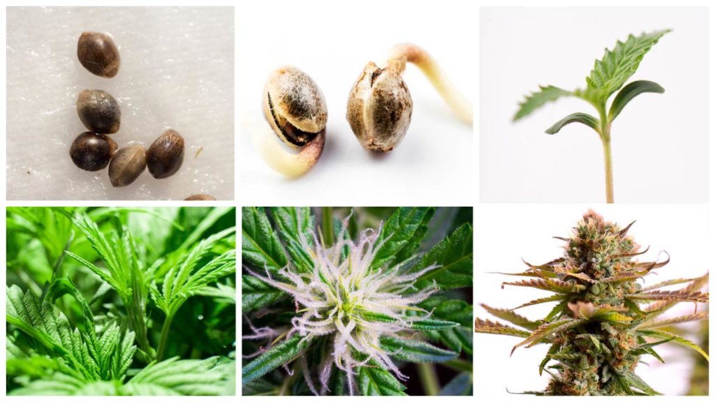Six photos of cannabis growth stages. Seeds, germination, seedling, vegetative, pre-flower, and finished cola.