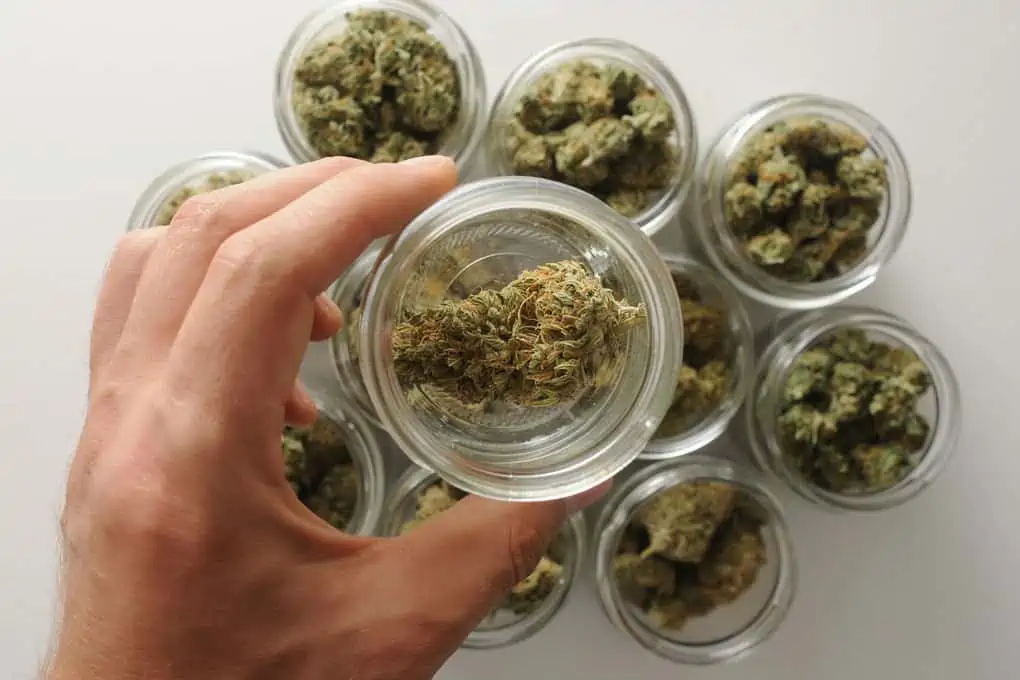 Small mason jars are lined up in a circle, each containing a different strain of medical cannabis. A hand holds one jar up close for inspection. 