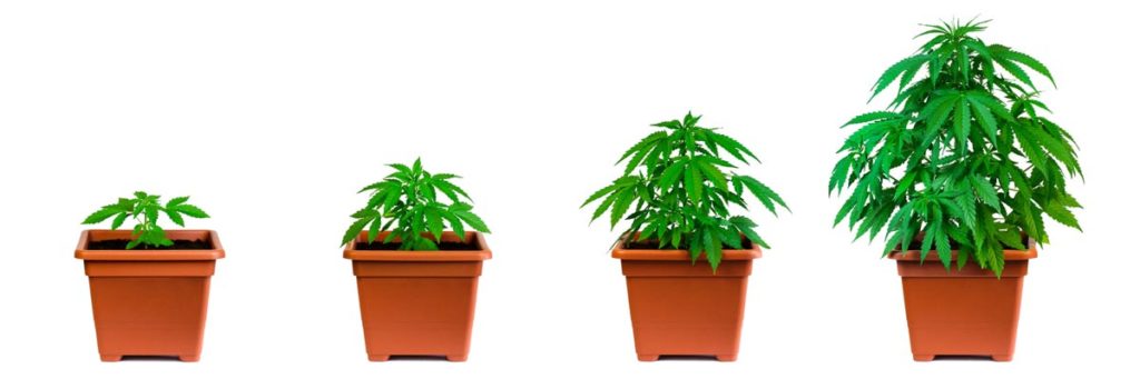 Four planters of lush green cannabis plants in graduated sizes.