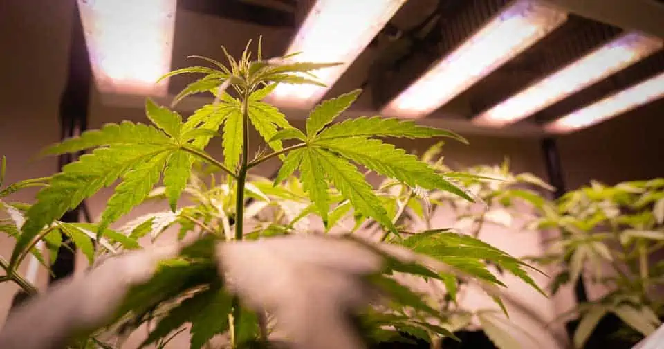 An indoor cannabis plant sits below strips of lighting.