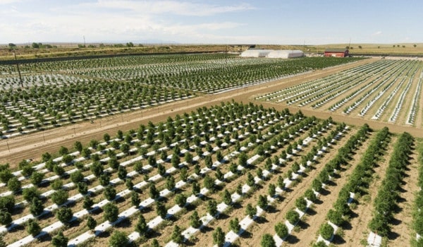 Ag-Intel, cannabis-specific precision agriculture