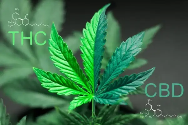 A leaf is divided, showing one half as the cannabinoid called THC and the other called CBD. 