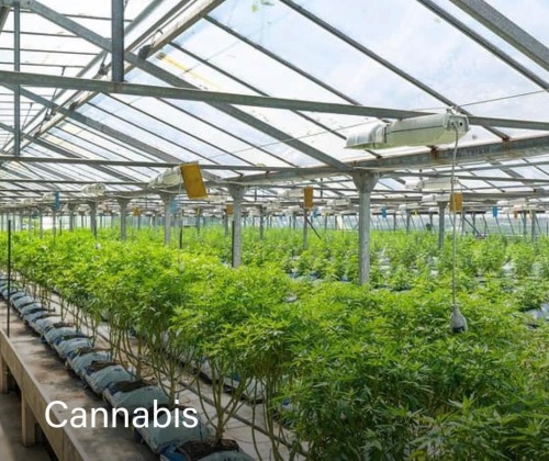 A Cannabis Cultivation Facility built by Reed Construction.
