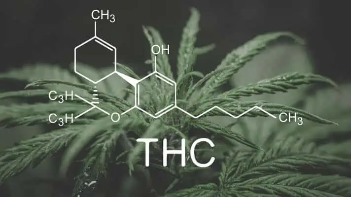 The psychoactive THC in cannabis stands for delta-9-tetrahydrocannabinol 