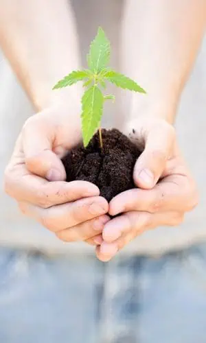 A seedling canabis plant is held in the palms of someones hand. 