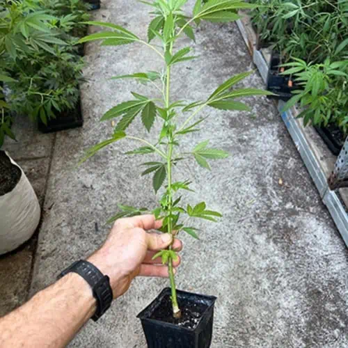 A amn holds a sample of the size of a marijuana clone teen. 