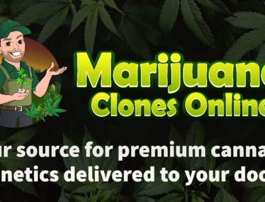 Marijuana Clones Online