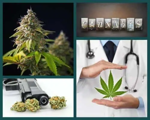 Collage of a medical cannabis doctor, a mature cannabis cola, handgun with nugs in front , and the word cannabis spelled out.