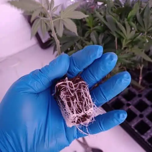 Root system of a marijuana clone before shipping.