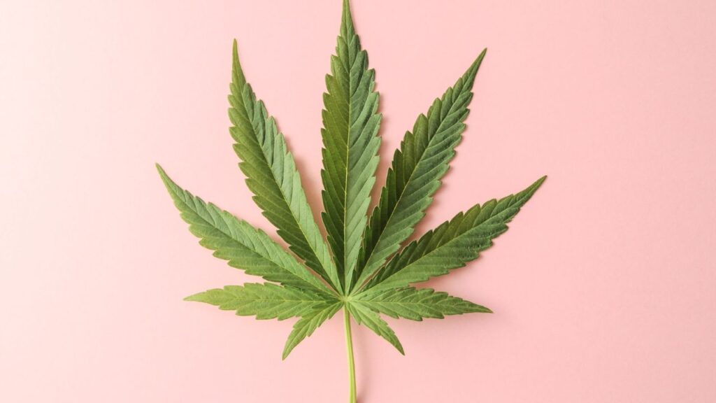 Featuring a big cannabis fan leave against a pink background, this image serves as the cover for the 2023 cannabis buyer's guide.