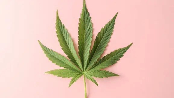Featuring a big cannabis fan leave against a pink background, this image serves as the cover for the 2023 cannabis buyer's guide.